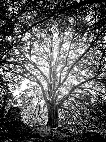 A greyscale of a tree surrounded by greenery under sunlight and a cloudy sky