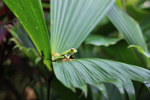 A closeup shot of a red-eyed frog on a green leaf in a forest in Costa Rica