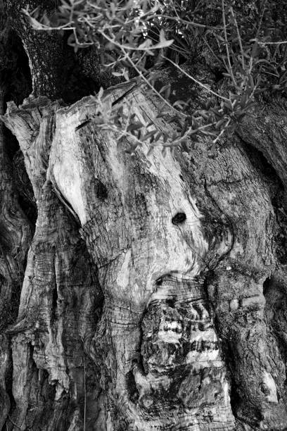 istock Greyscale of tree barks with engraving surrounded by greenery under sunlight 1438904191