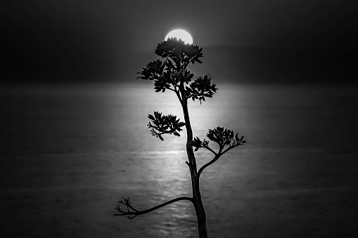 A monochrome picture of a tree with the sea and the sun on the blurry background
