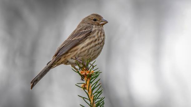 House Finch House Finch perched on a branch haemorhous mexicanus stock pictures, royalty-free photos & images