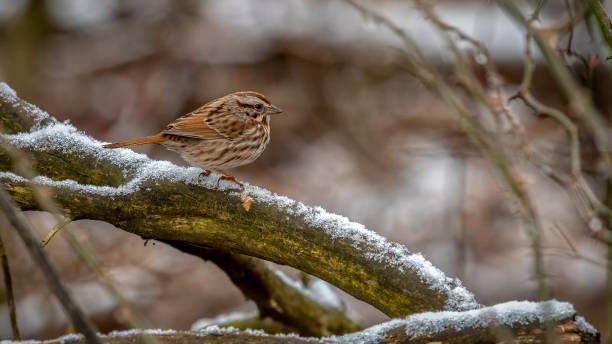 House Finch House Finch perched on a branch haemorhous mexicanus stock pictures, royalty-free photos & images