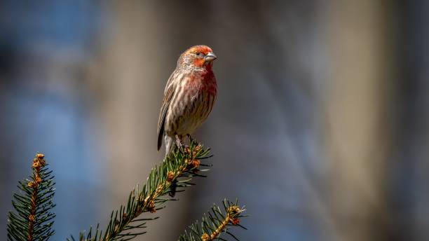 House Finch House Finch perched on a branch haemorhous mexicanus stock pictures, royalty-free photos & images