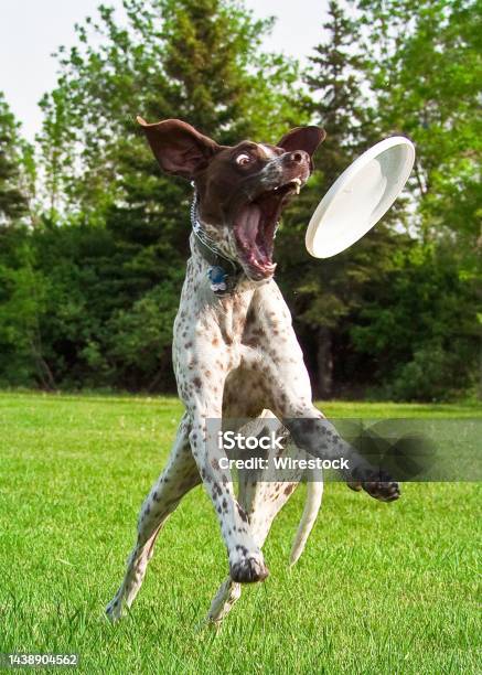 Vertical Shot Of A Dog Catching A Frisbee In The Air With Its Teeth Showing Stock Photo - Download Image Now