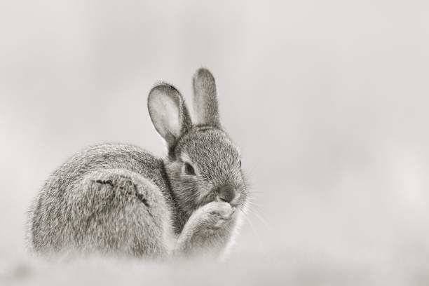istock Netherland Dwarf rabbit licking its back paw 1438904685