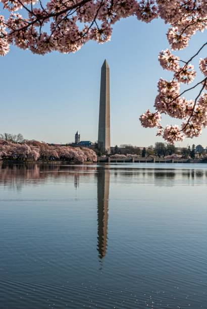 istock Washington Monument reflected in the Tidal Basin framed by cherry blossoms 1438904752