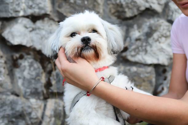 istock White Bichon Havanese dog with a leash being held by its owner 1438904783