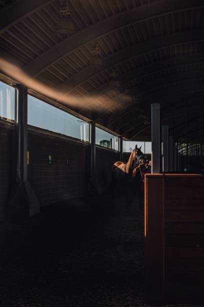 istock brown horse in stable at race t 1438904807