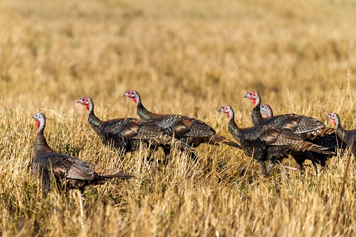A small group of wild turkeys walking in the field. Meleagris gallopavo.