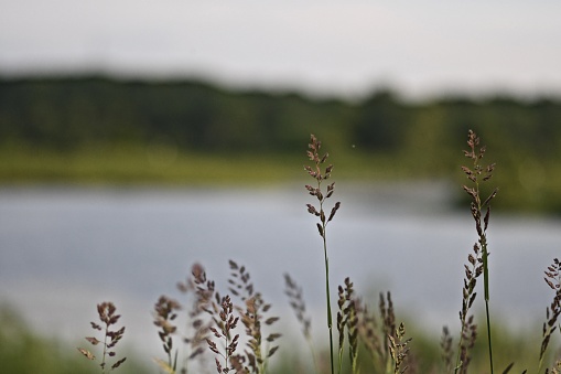 A closeup of sweetgrass in a field with the river on the blurry background