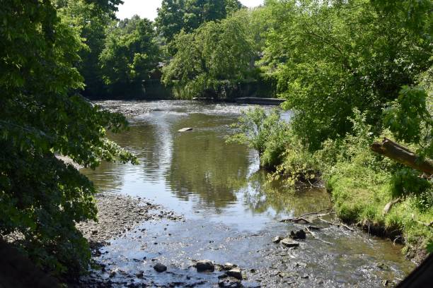 istock River surrounded by trees and bushes under sunlight in Illinois 1438905020