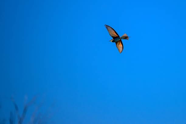 istock European bee-eater (Merops apiaster) in the blue sky 1438905150