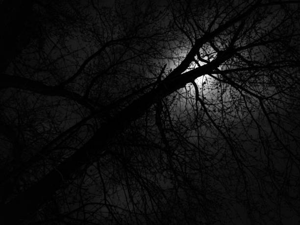 istock Greyscale shot of a leafless tree at night time - scary concept 1438905180