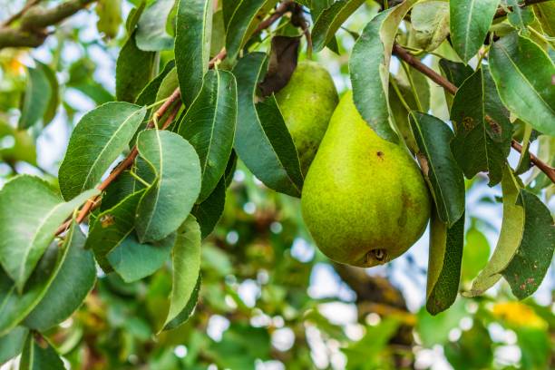 istock Closeup of pears on tree branches surrounded by greenery with a blurry background 1438905259