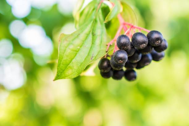 Closeup of huckleberries on a tree branch under sunlight with a blurry background A closeup of huckleberries on a tree branch under sunlight with a blurry background huckleberry stock pictures, royalty-free photos & images