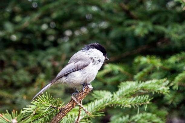 istock A bird in the Russian forest 1438905742