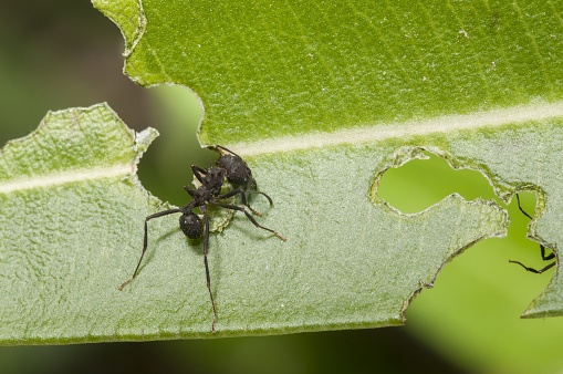 A selective focus shot of a black spider sitting on the green leaf and eating it