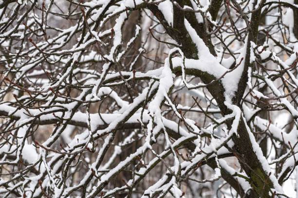 istock horse chestnut tree with snow in winter 1438906128