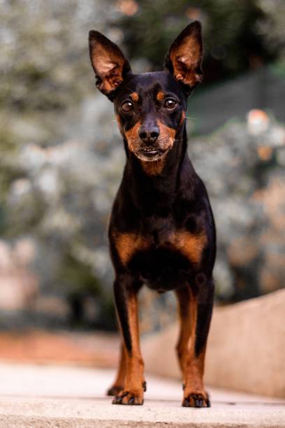 Vertical shot of a Prague ratter dog on a blurred background A vertical shot of a Prague ratter dog on a blurred background pražský krysařík stock pictures, royalty-free photos & images