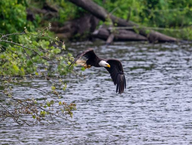 istock Bald eagle fly over gray lake water with blur trees 1438906276