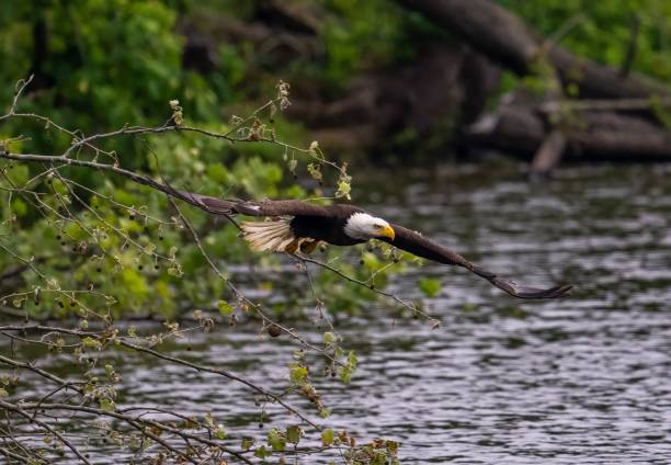 istock Bald eagle flying over the water in a green forest 1438906305