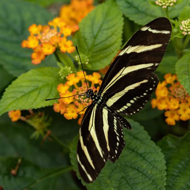 istock Macro of a zebra longwing butterfly 1438906317