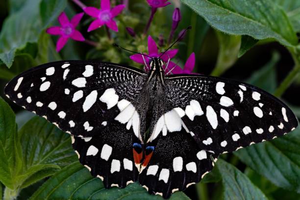istock Macro of a lime butterfly 1438906327
