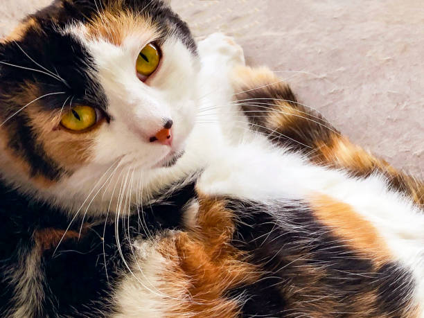 istock I See You:  Calico Cat is Looking Up At You 1438906332