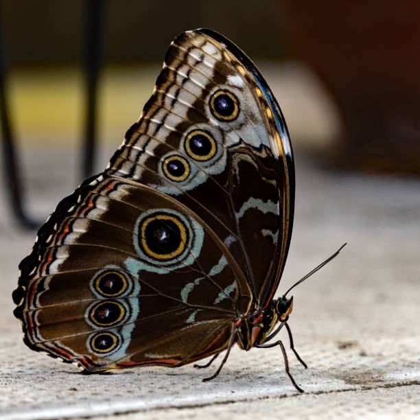 istock Macro of a peleides blue morpho butterfly 1438906336