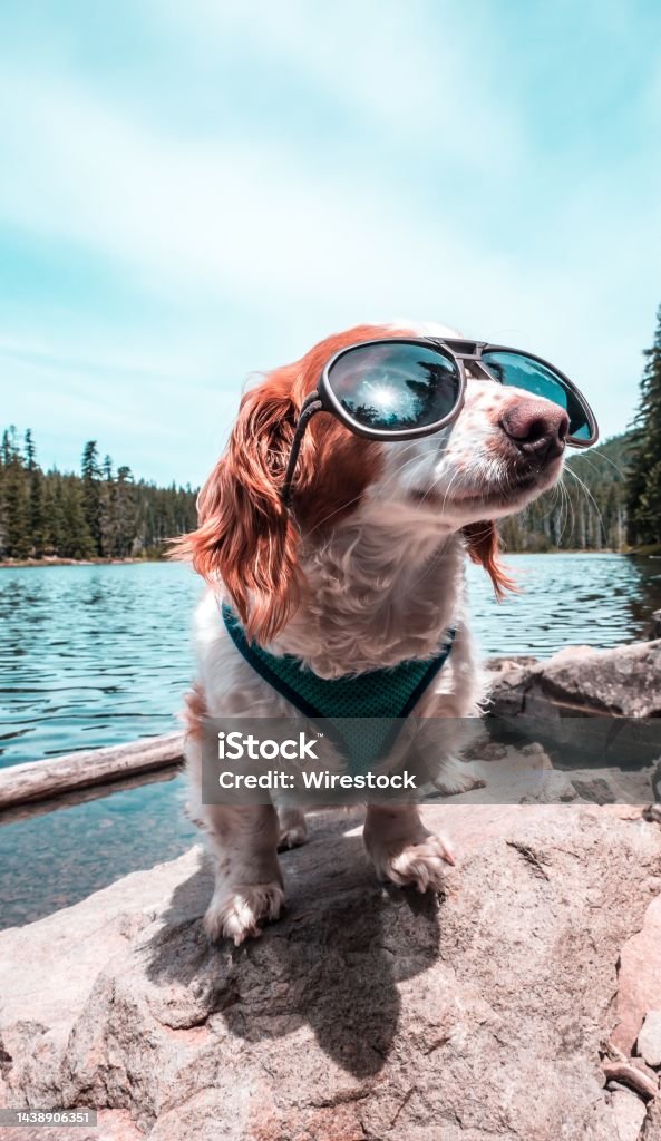 Vertical shot of a cool cute Chi Weenie dog wearing glasses enjoying the day at the lake A vertical shot of a cool cute Chi Weenie dog wearing glasses enjoying the day at the lake Cool Attitude Stock Photo