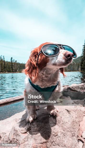 Vertical Shot Of A Cool Cute Chi Weenie Dog Wearing Glasses Enjoying The Day At The Lake Stock Photo - Download Image Now