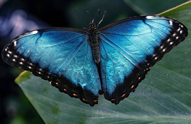 istock Macro of a blue morpho butterfly 1438906352