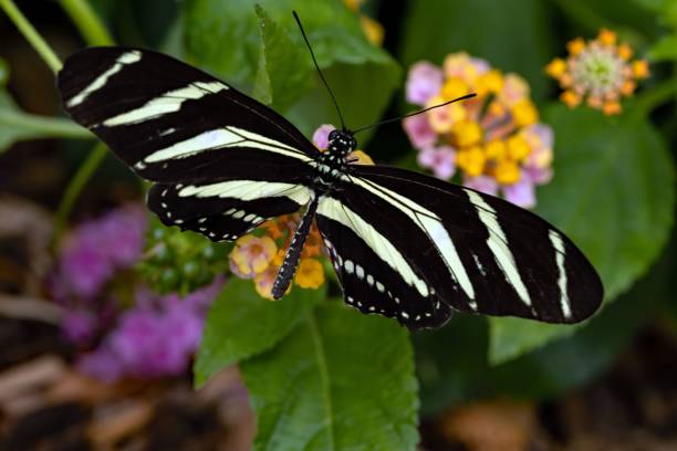 istock Macro shot of a Zebra longwing butterfly 1438906378