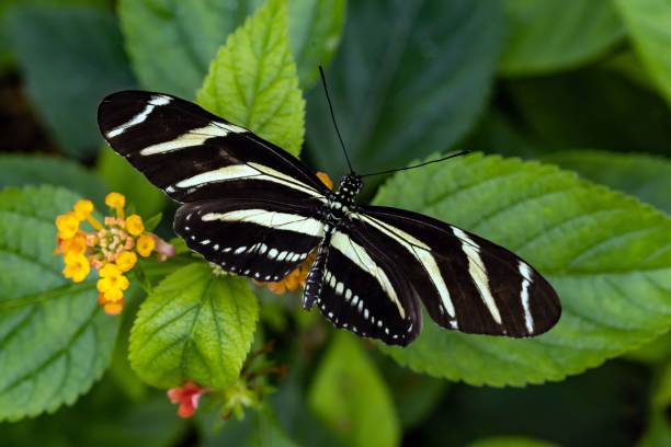 istock Closeup of a zebra longwing (Heliconius charithonia) butterfly on leaves 1438906383