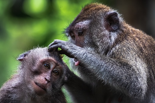 Long-tailed macaques engaging in classic grooming behavior in Ubud Monkey Forest, Ubud, Bali, Indonesia