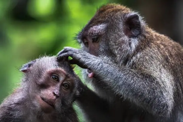 Photo of Macaques engaging in classic grooming behavior in Ubud Monkey Forest, Bali, Indonesia