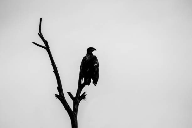 istock Silhouette of a bald eagle perched on a tree branch under the clear sky 1438906484
