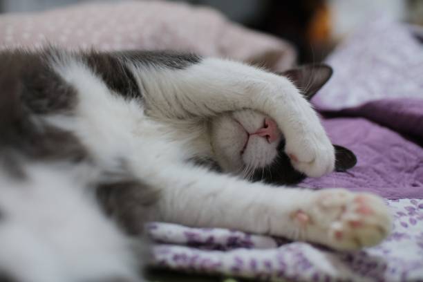 istock Selective focus shot of a cute cat covering its face with a hand 1438906897