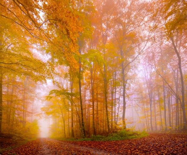 istock Forest covered in colorful trees and leaves under sunlight during daytime with a blurry background 1438907056