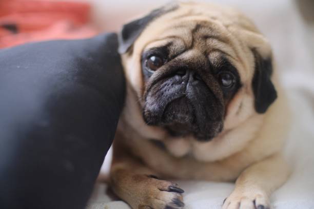 istock Selective focus closeup shot of a cute pug 1438907082
