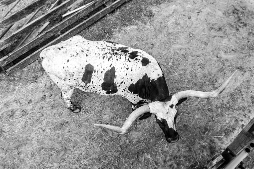 A greyscale shot of a bull with long horns in a farm