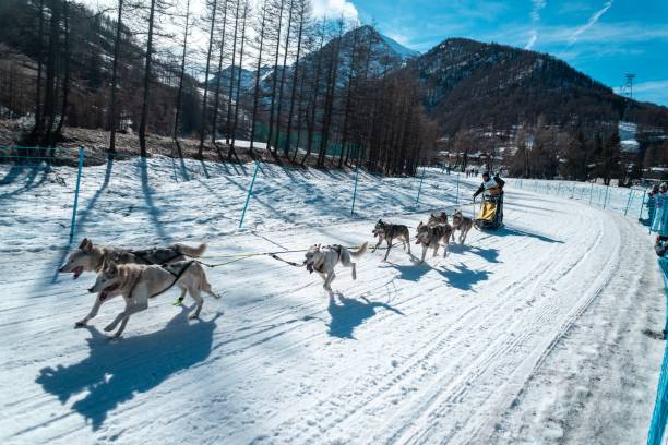 istock Sleddog race in Winter 2020, Pragelato 1438907643