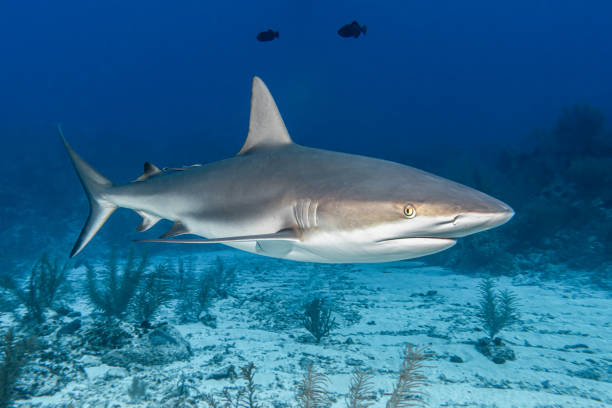 istock Closeup of a dangerous shark swimming deep underwater 1438907977