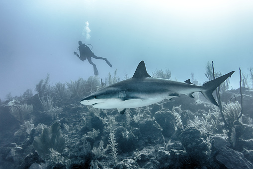 A closeup of a large shark swimming underwater above reefs with a scuba diver in the background