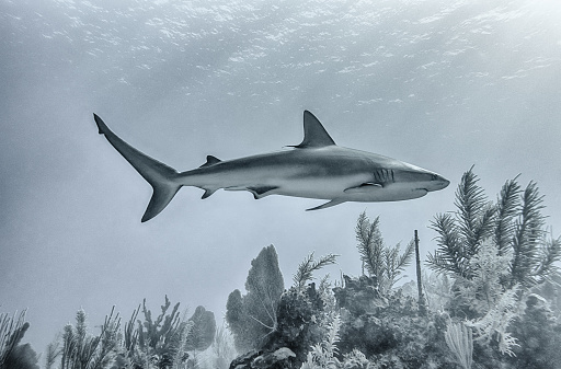 A closeup of a dangerous shark swimming deep underwater