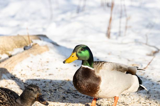 istock Beautiful mallard standing on a snowy surface with a blurred background 1438908003