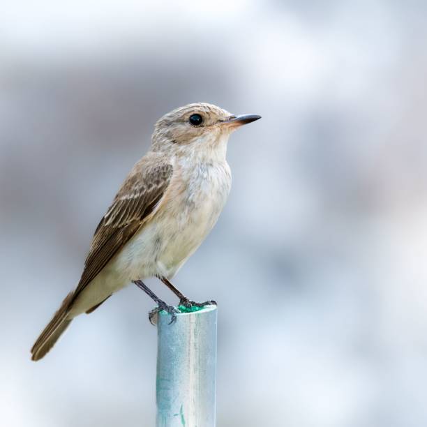 istock Shallow focus shot of a spotted flycatcher (Muscicapa striata) 1438908156