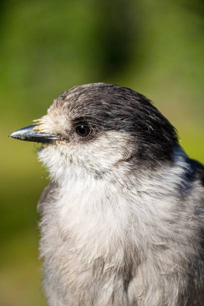 istock Vertical closeup of a Gray jay (Perisoreus canadensis) perched on tree branch on sunny day 1438908402