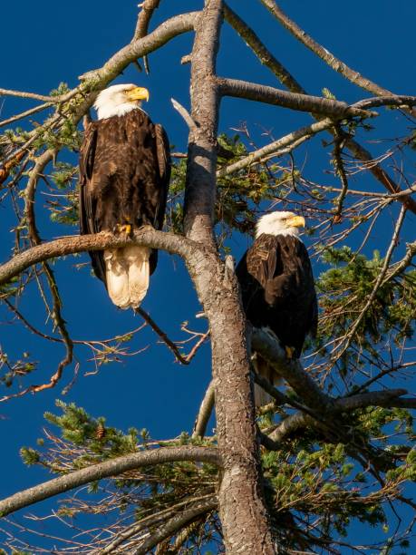 istock Closeup of two bald eagles sitting in wind sweep tree under blue sky in Helliwell Provincial Park 1438908446