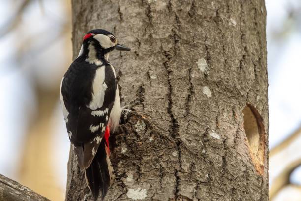 istock Closeup shot of a woodpecker on a tree with a blurred background 1438908556